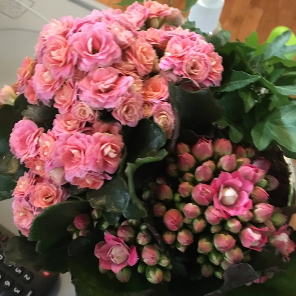 Meet your Posher, Karren - Picture 1 of 1